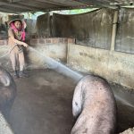 Chủ động chống nóng, bảo vệ đàn vật nuôi