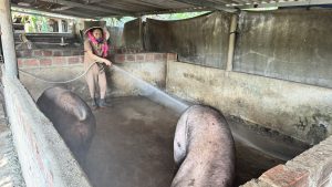 Chủ động chống nóng, bảo vệ đàn vật nuôi