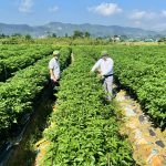 Xã Toàn Lưu đa dạng hóa cây trồng, nâng cao hiệu quả kinh tế
