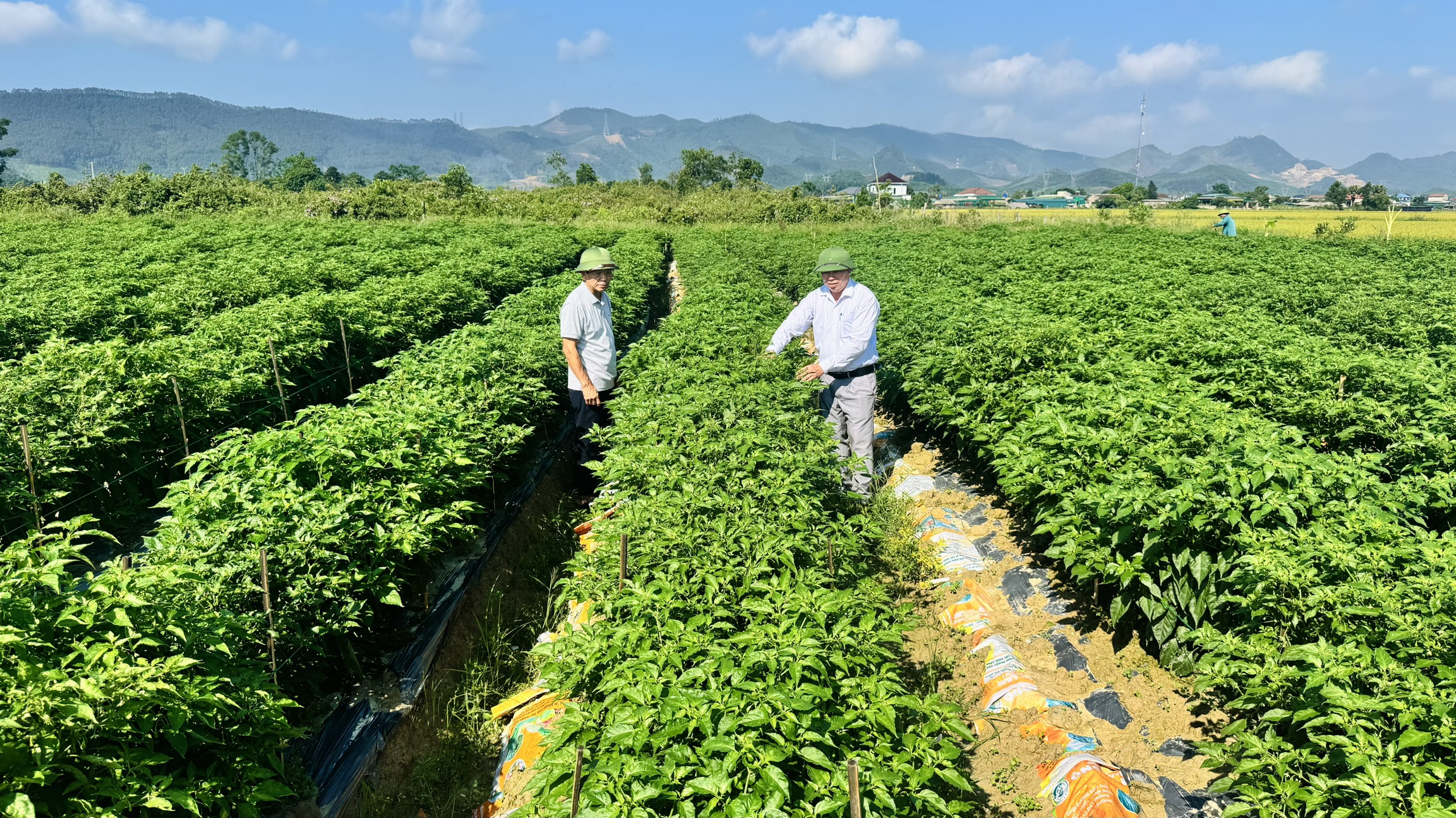 Xã Toàn Lưu đa dạng hóa cây trồng, nâng cao hiệu quả kinh tế
