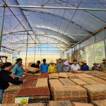 Từ thực tiễn sản xuất mạ khay tại Hưng Yên đến những gợi mở cho cơ giới hóa sản xuất lúa ở Hà Tĩnh