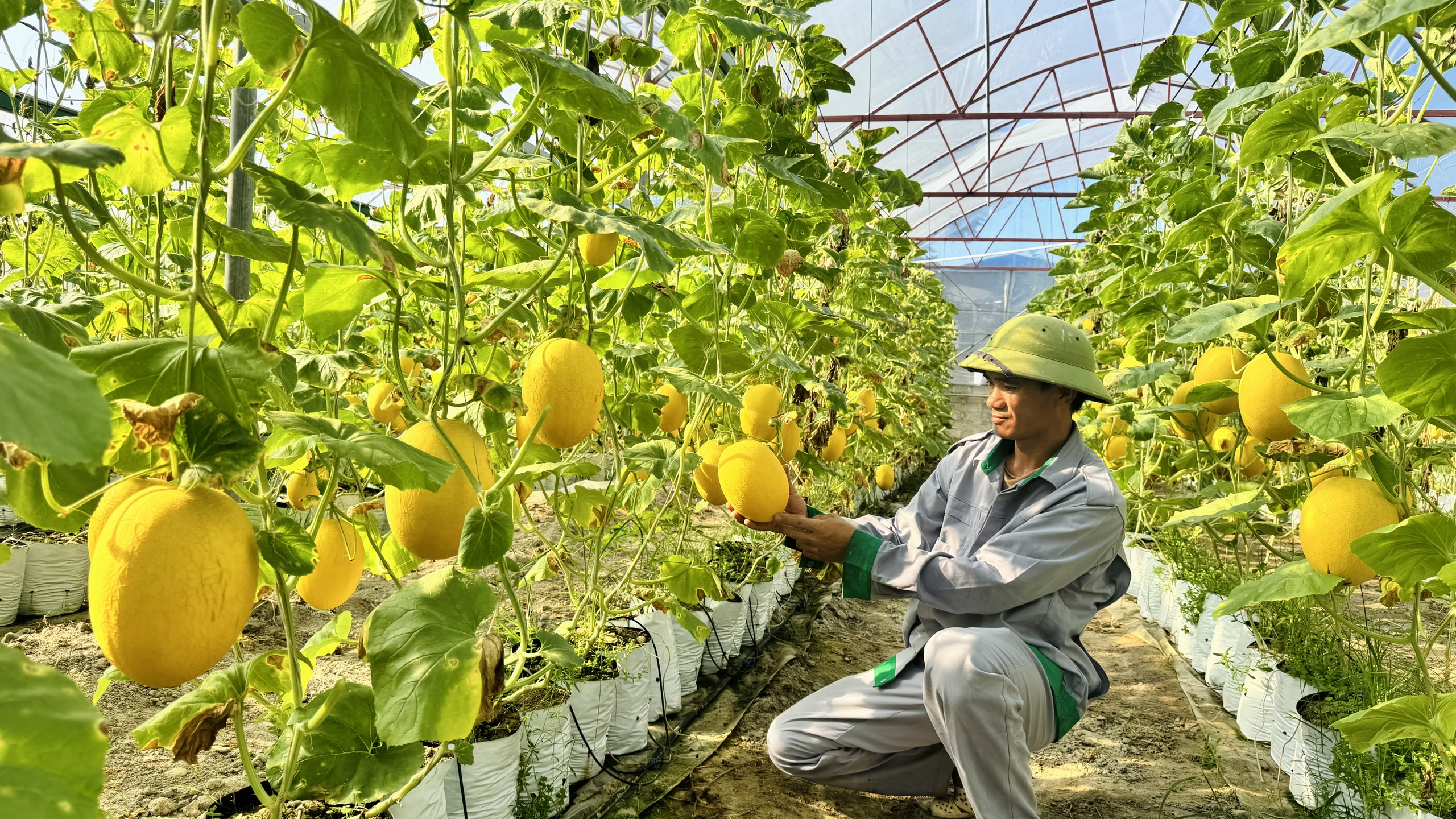 THÍCH ỨNG BIẾN ĐỔI KHÍ HẬU BẰNG SẢN XUẤT DƯA LƯỚI TRONG NHÀ MÀNG