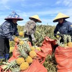 Dứa liên kết – hướng đi hiệu quả trên vùng đất đồi Hà Tĩnh