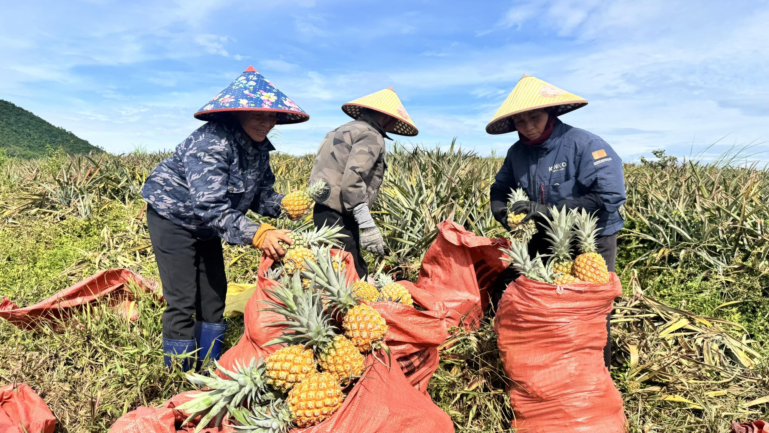 Dứa liên kết – hướng đi hiệu quả trên vùng đất đồi Hà Tĩnh