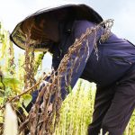 Vừng “thắng nắng” trên vùng đất Hương Khê cũ