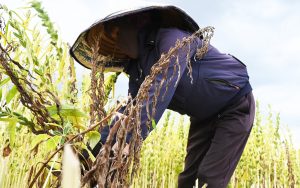 Vừng “thắng nắng” trên vùng đất Hương Khê cũ