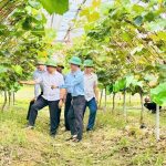 Canh tác thân thiện với môi trường, vườn nho mẫu đơn mở hướng phát triển nông nghiệp sinh thái ở Mai Hoa