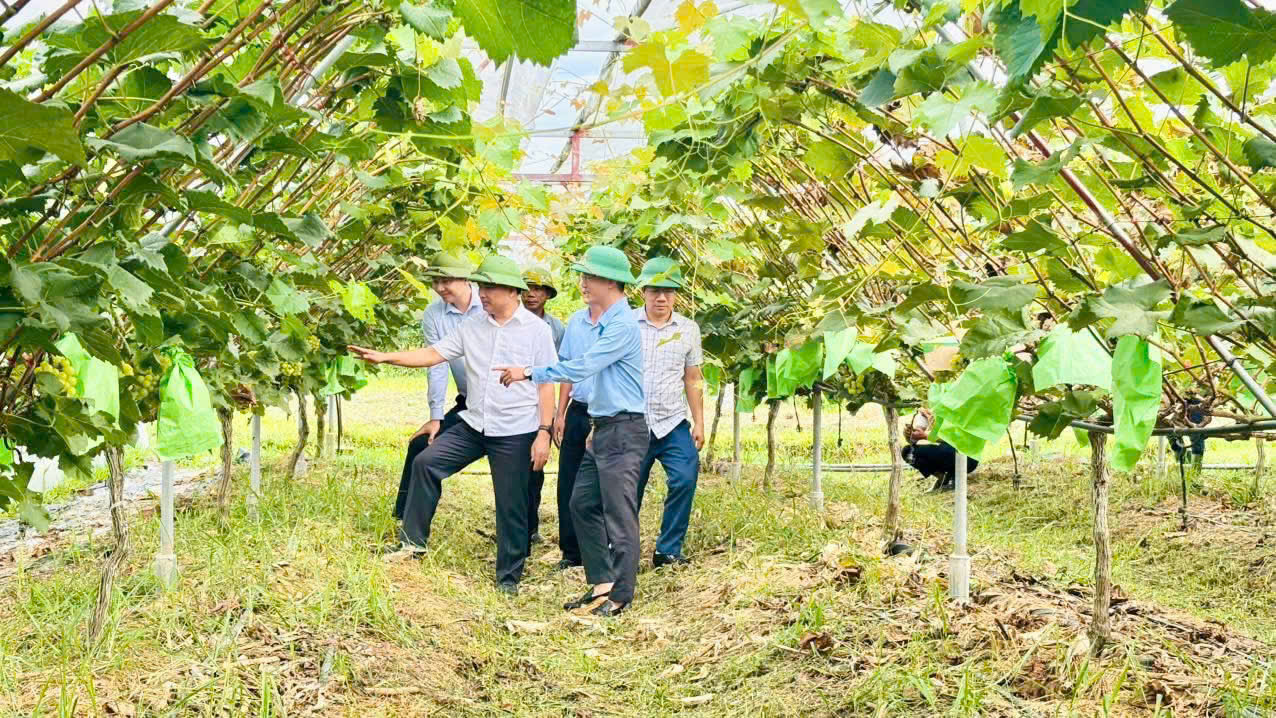 Canh tác thân thiện với môi trường, vườn nho mẫu đơn mở hướng phát triển nông nghiệp sinh thái ở Mai Hoa