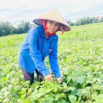 Hà Tĩnh: Giá đậu tăng, nông dân Đức Minh khẩn trương thu hoạch vụ hè thu