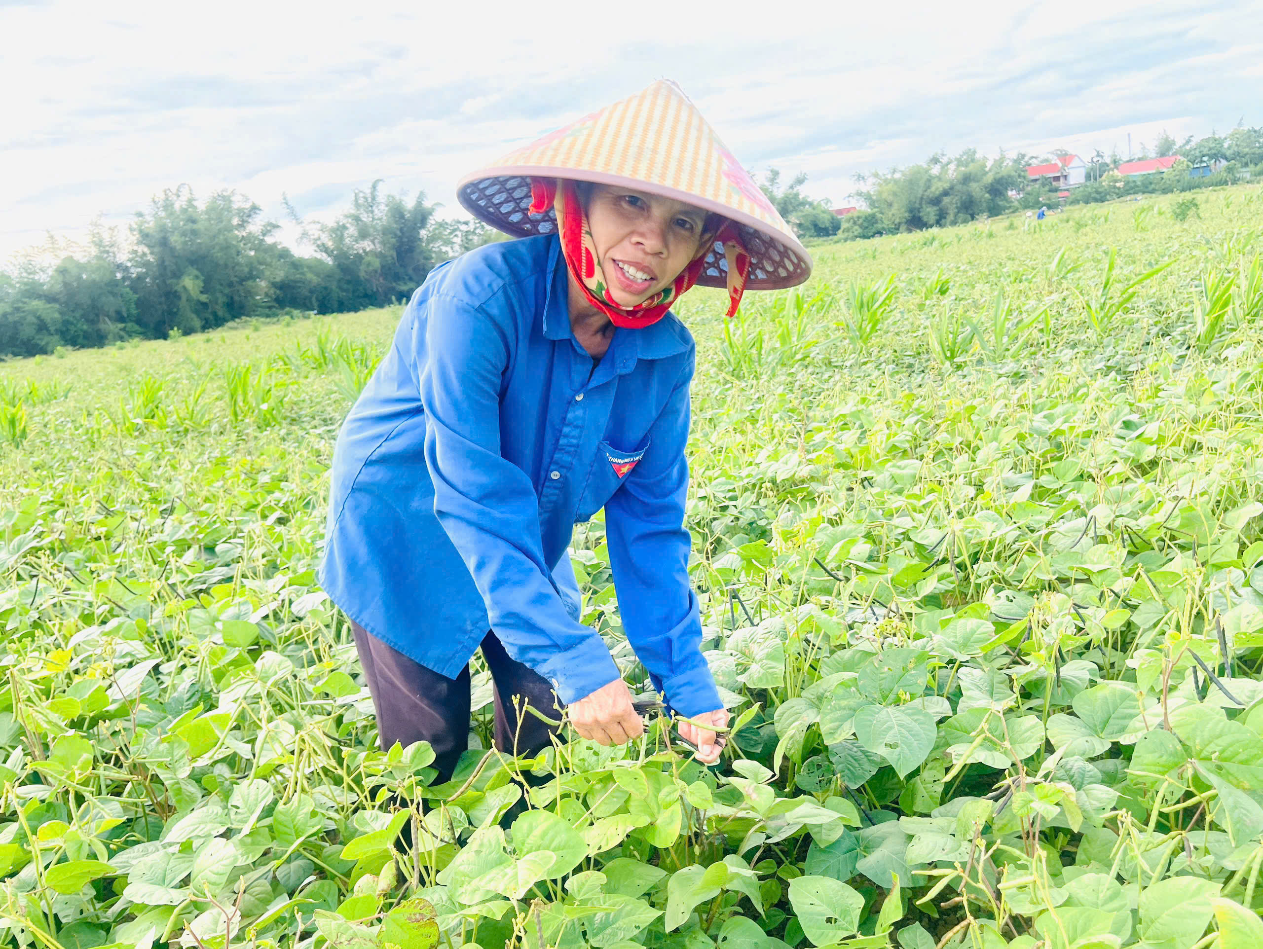 Hà Tĩnh: Giá đậu tăng, nông dân Đức Minh khẩn trương thu hoạch vụ hè thu