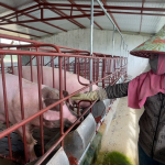 Những nội dung quan trọng trong chăn nuôi lợn an toàn sinh học theo hướng không tiếp xúc
