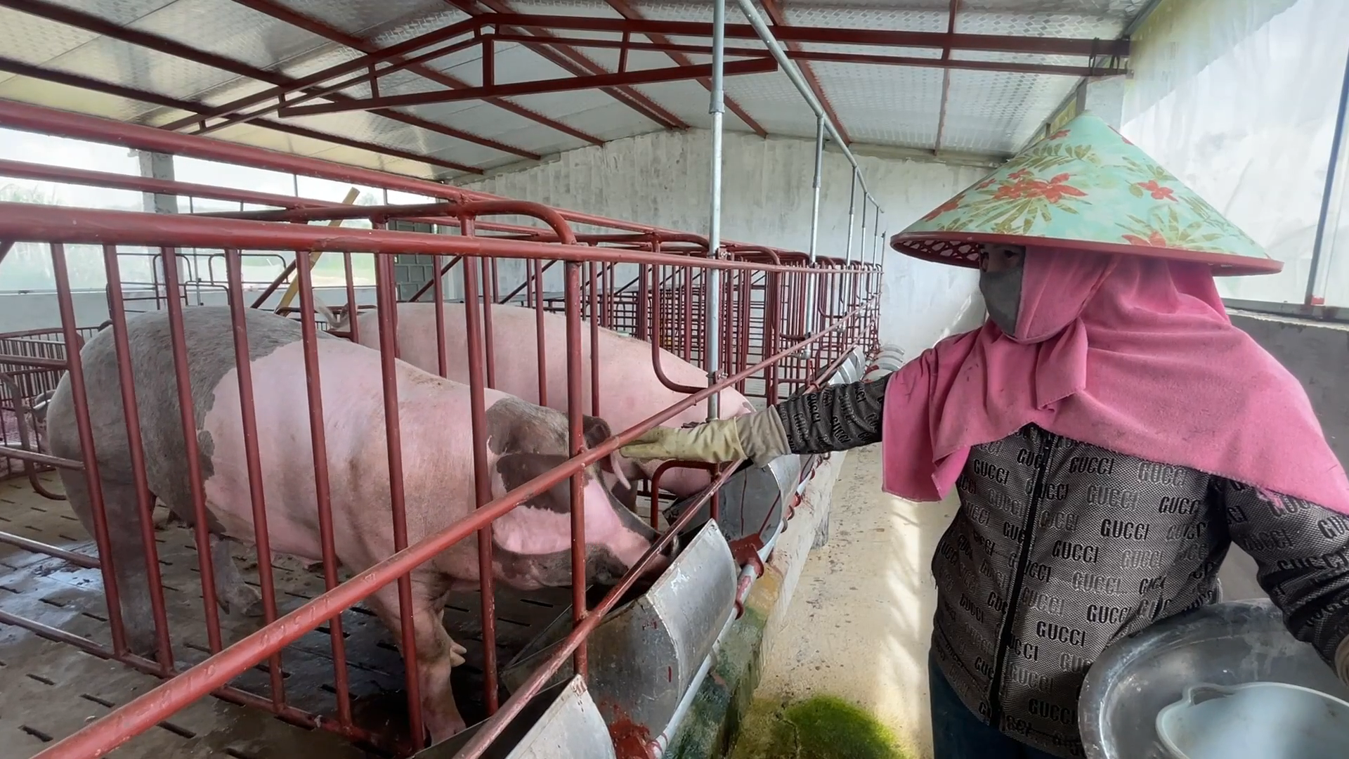 Những nội dung quan trọng trong chăn nuôi lợn an toàn sinh học theo hướng không tiếp xúc