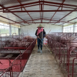 Mô hình chăn nuôi lợn theo hướng không tiếp xúc