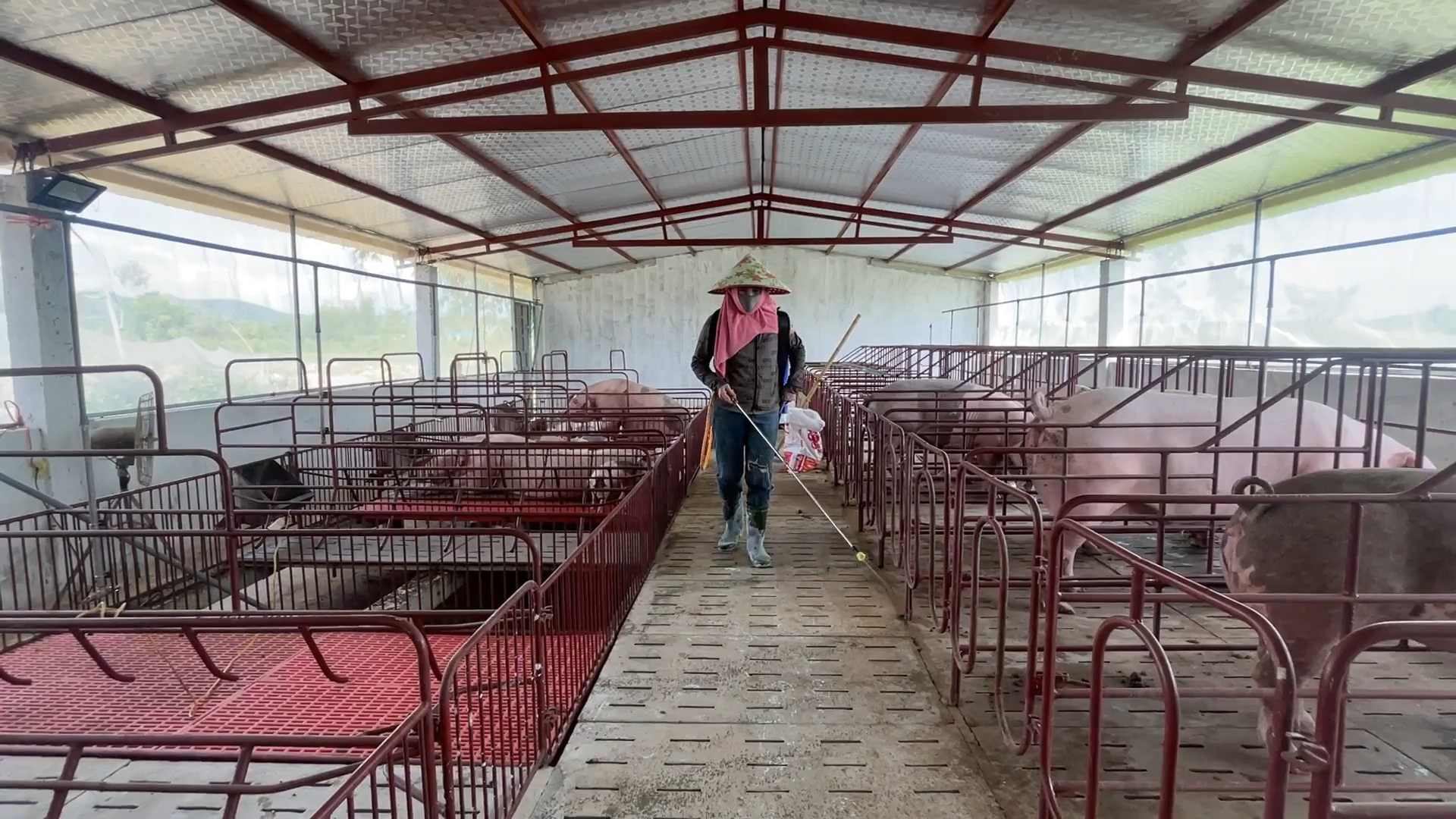Mô hình chăn nuôi lợn theo hướng không tiếp xúc