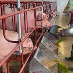 Chăn nuôi an toàn sinh học không tiếp xúc – giải pháp phòng chống dịch bệnh hiệu quả trên đàn lợn
