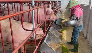 Chăn nuôi an toàn sinh học không tiếp xúc – giải pháp phòng chống dịch bệnh hiệu quả trên đàn lợn