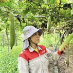 Mô hình sản xuất “2 tầng nấc” – Giải pháp thích ứng thiên tai ở vùng ngoài đê