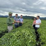 Kiểm tra tiến độ Dự án chuyển đổi mô hình sản xuất chè theo tiêu chuẩn hữu cơ tại Hà TĩnD