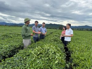 Kiểm tra tiến độ Dự án chuyển đổi mô hình sản xuất chè theo tiêu chuẩn hữu cơ tại Hà TĩnD