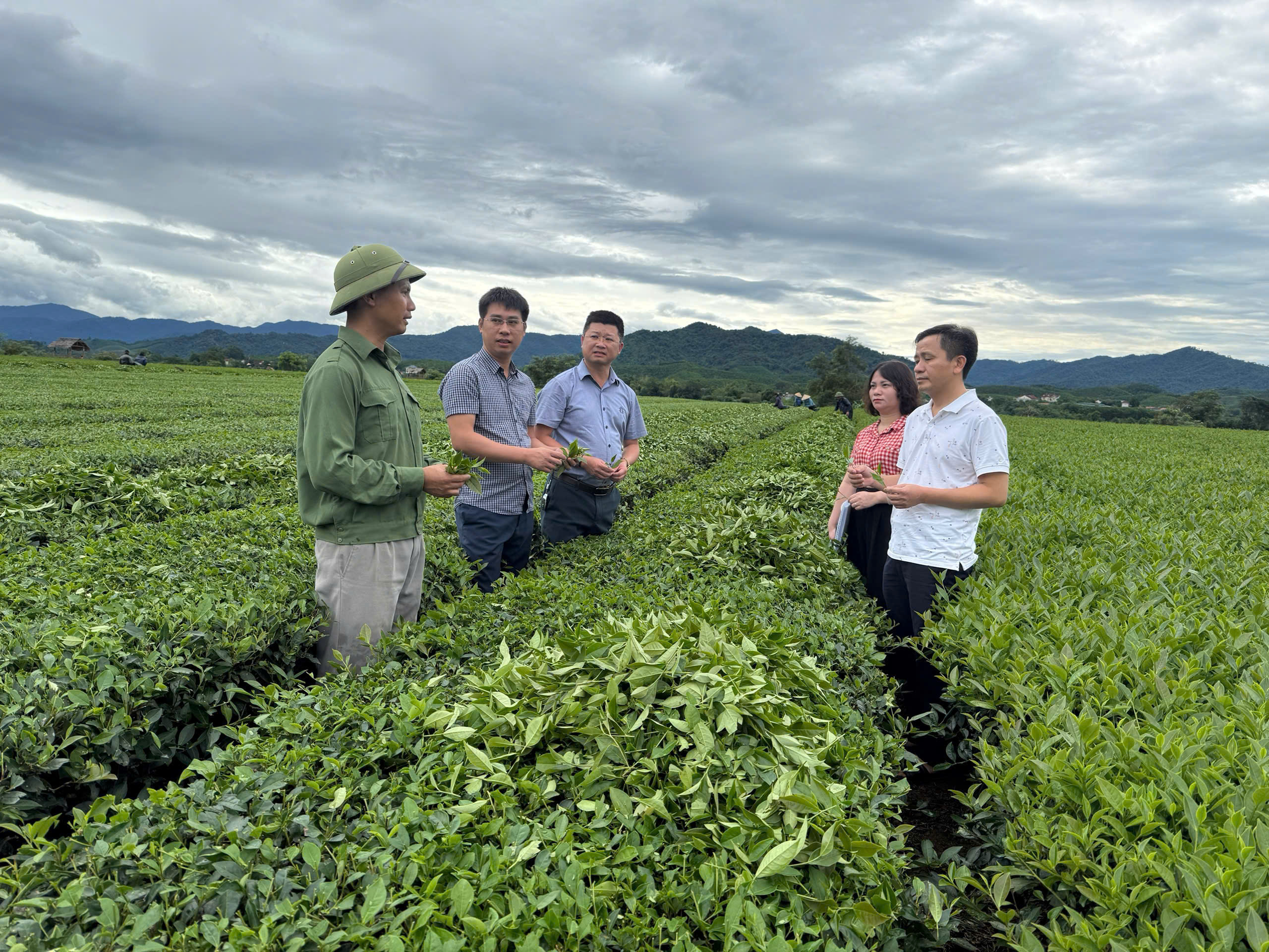 Kiểm tra tiến độ Dự án chuyển đổi mô hình sản xuất chè theo tiêu chuẩn hữu cơ tại Hà TĩnD