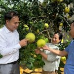 Thủ phủ Bưởi Phúc Trạch rộn ràng vào vụ thu hoạch