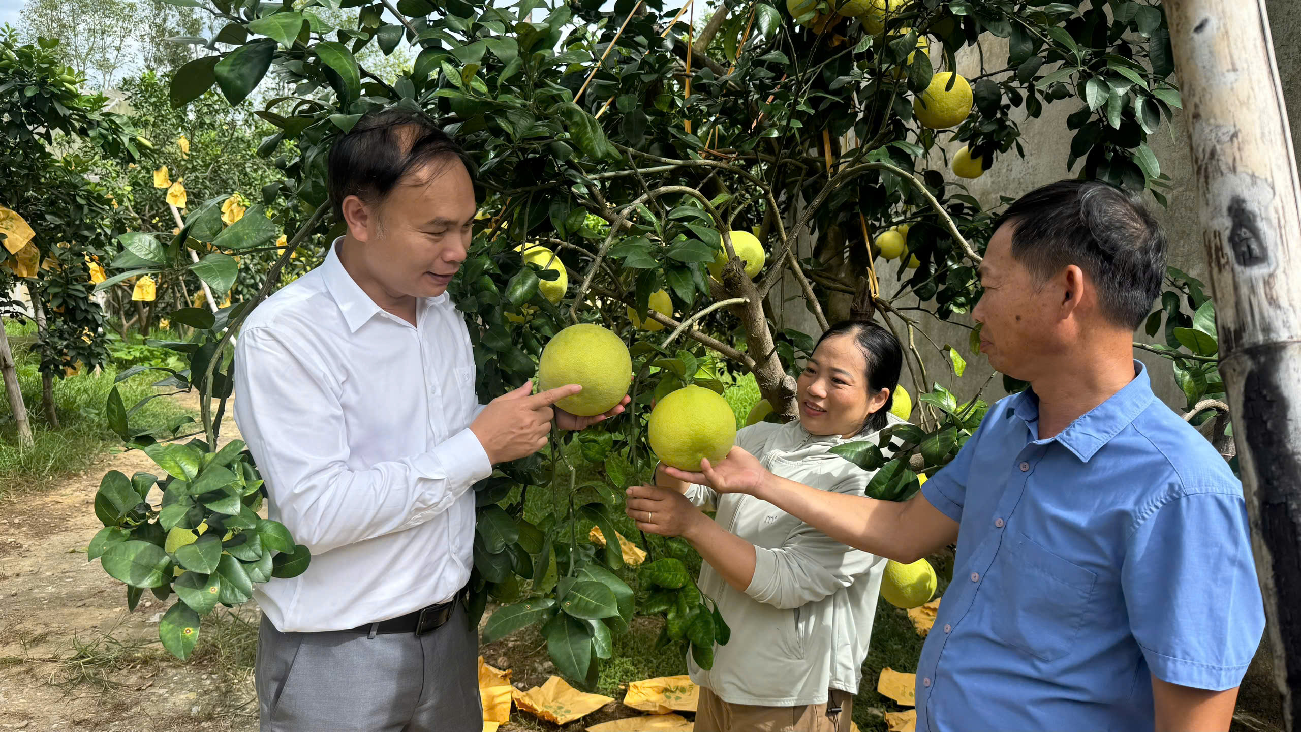 Thủ phủ Bưởi Phúc Trạch rộn ràng vào vụ thu hoạch