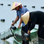 Khai thác “vàng” từ mặt nước: Mô hình nuôi ngọc trai ở Hà Tĩnh bước vào vụ thu hoạch