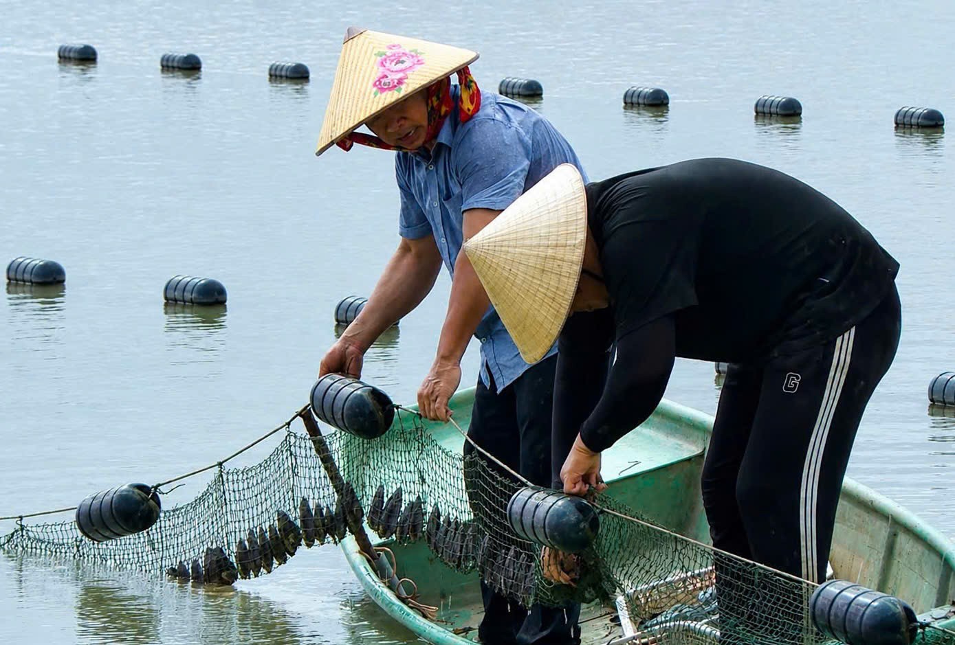 Khai thác “vàng” từ mặt nước: Mô hình nuôi ngọc trai ở Hà Tĩnh bước vào vụ thu hoạch