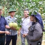 Bưởi Phúc Trạch vào vụ, được giá nhờ nâng chất lượng