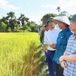 Triển vọng từ giống lúa mới TĐ25 trên đồng ruộng Hà Tĩnh