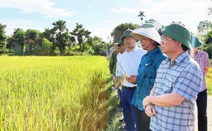 Triển vọng từ giống lúa mới TĐ25 trên đồng ruộng Hà Tĩnh