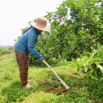 Cam Mai Hoa đổi mới phương thức canh tác, nâng cao giá trị