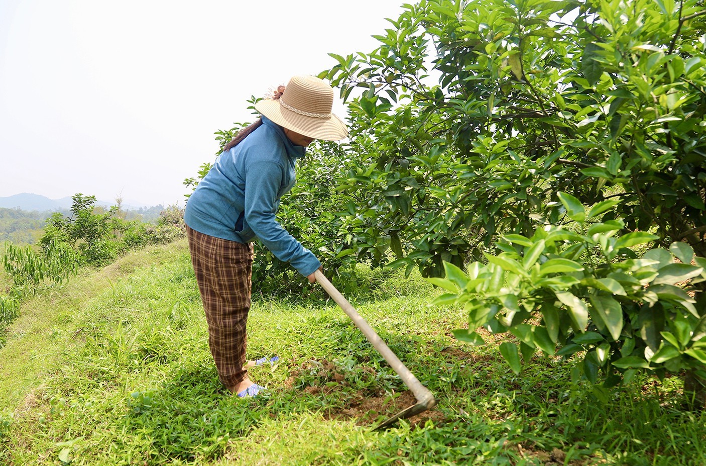 Cam Mai Hoa đổi mới phương thức canh tác, nâng cao giá trị