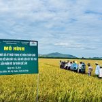 Hà Tĩnh đổi mới phương thức sản xuất lúa, hướng tới giảm phát thải