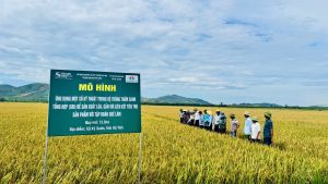Hà Tĩnh đổi mới phương thức sản xuất lúa, hướng tới giảm phát thải