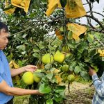 Một số lưu ý trong thu hoạch và chăm sóc sau thu hoạch bưởi Phúc Trạch