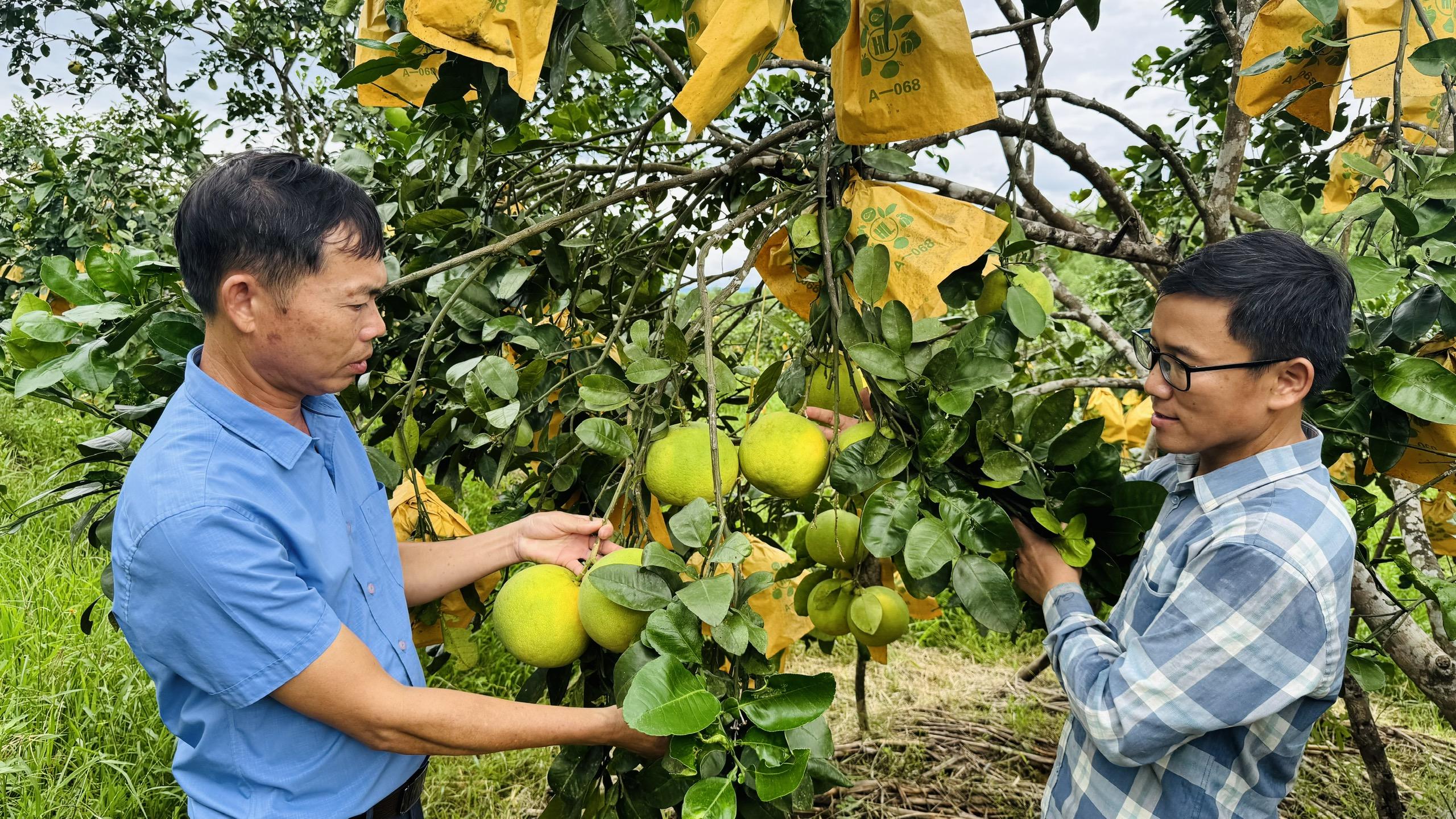 Một số lưu ý trong thu hoạch và chăm sóc sau thu hoạch bưởi Phúc Trạch