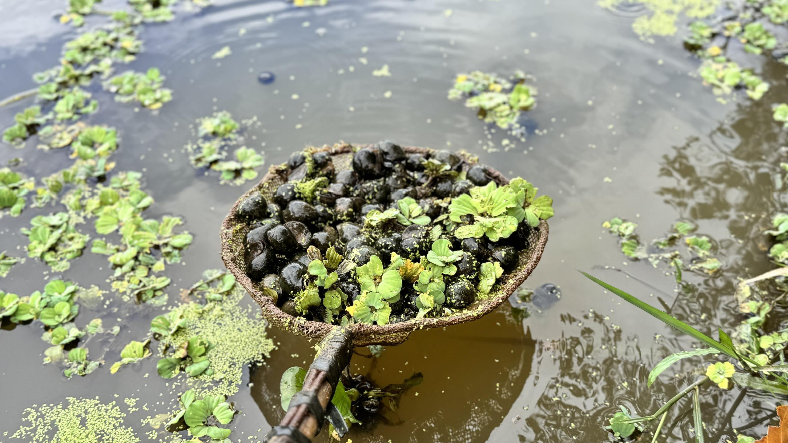 Từ hồ nuôi cá kém hiệu quả đến mô hình nuôi ốc bươu đen
