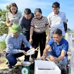 Nhân rộng mô hình nuôi cá chim vây vàng ở Hà Tĩnh