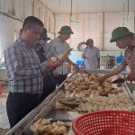 Nghiên cứu, đánh giá tiềm năng để phát triển Măng Lục trúc trên đất Hà Tĩnh