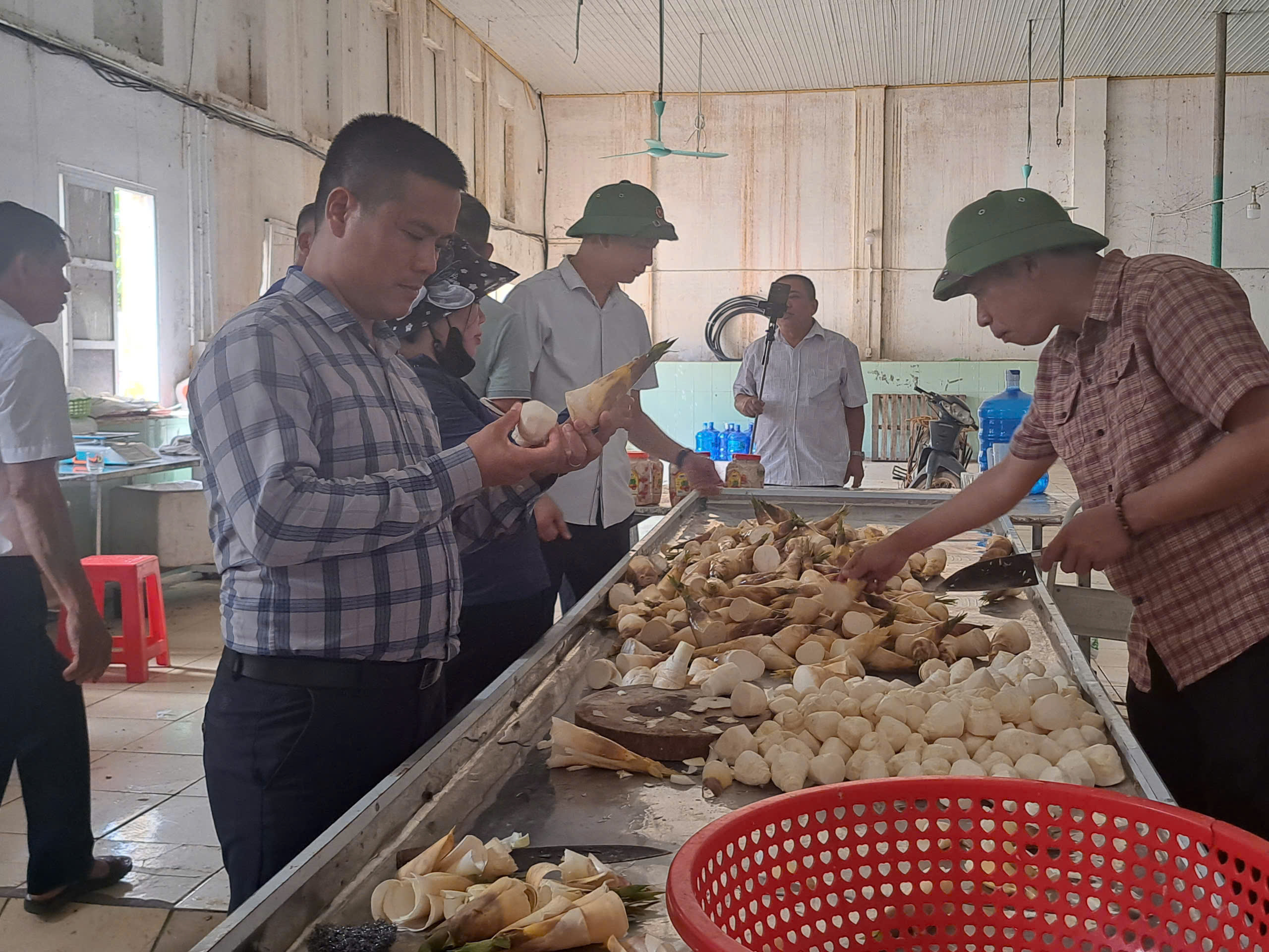 Nghiên cứu, đánh giá tiềm năng để phát triển Măng Lục trúc trên đất Hà Tĩnh