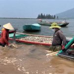 Mở hướng phát triển mới cho nuôi trồng thủy sản vùng Cửa Sót