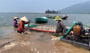 Mở hướng phát triển mới cho nuôi trồng thủy sản vùng Cửa Sót