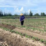 Chủ động thời vụ, linh hoạt cây trồng nâng cao hiệu quả sản xuất vụ Đông