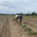 Sản xuất vụ Đông chủ động, an toàn, nâng cao hiệu quả