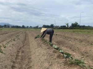 Sản xuất vụ Đông chủ động, an toàn, nâng cao hiệu quả