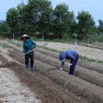 Linh hoạt sản xuất vụ đông, nâng cao hiệu quả sản xuất