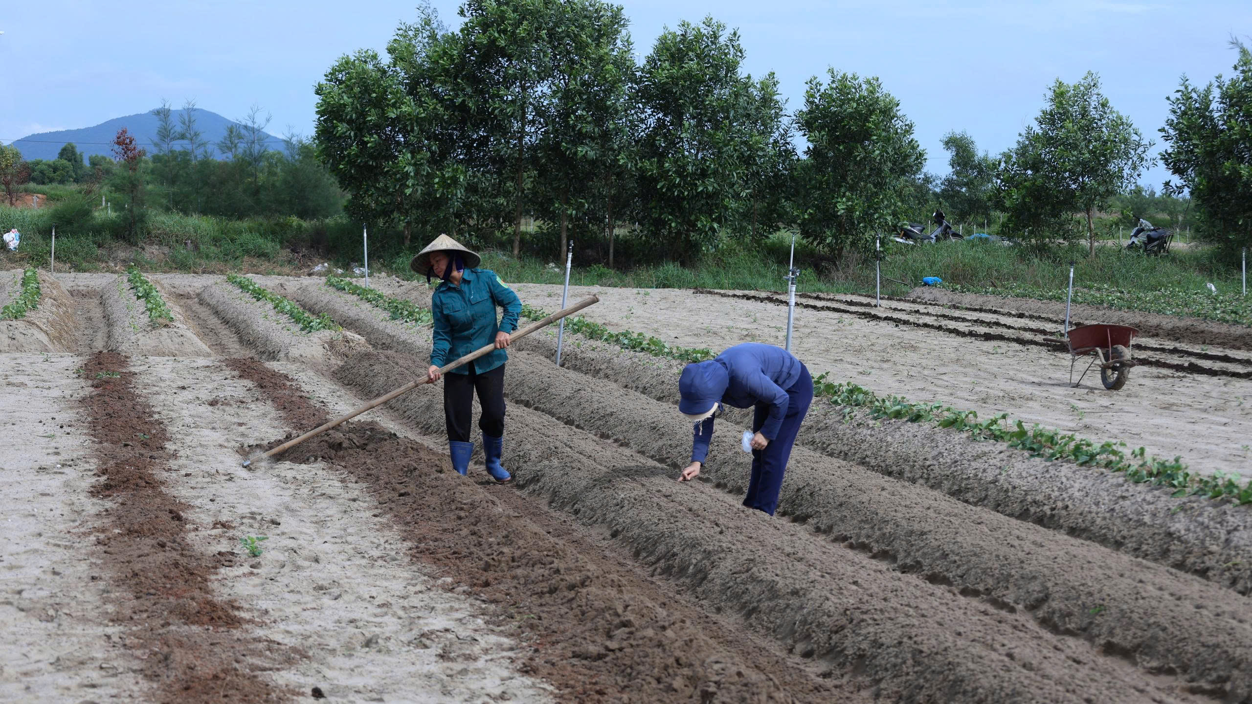 Linh hoạt sản xuất vụ đông, nâng cao hiệu quả sản xuất