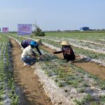 Kỹ thuật sản xuất lạc vụ Đông