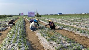 Kỹ thuật sản xuất lạc vụ Đông